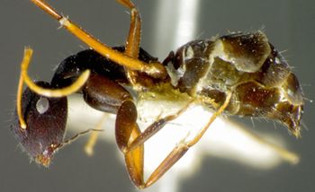 Media type: image; Entomology 21576   Aspect: habitus lateral view